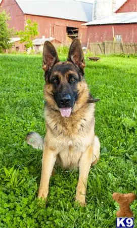 German Shepherd stud dog